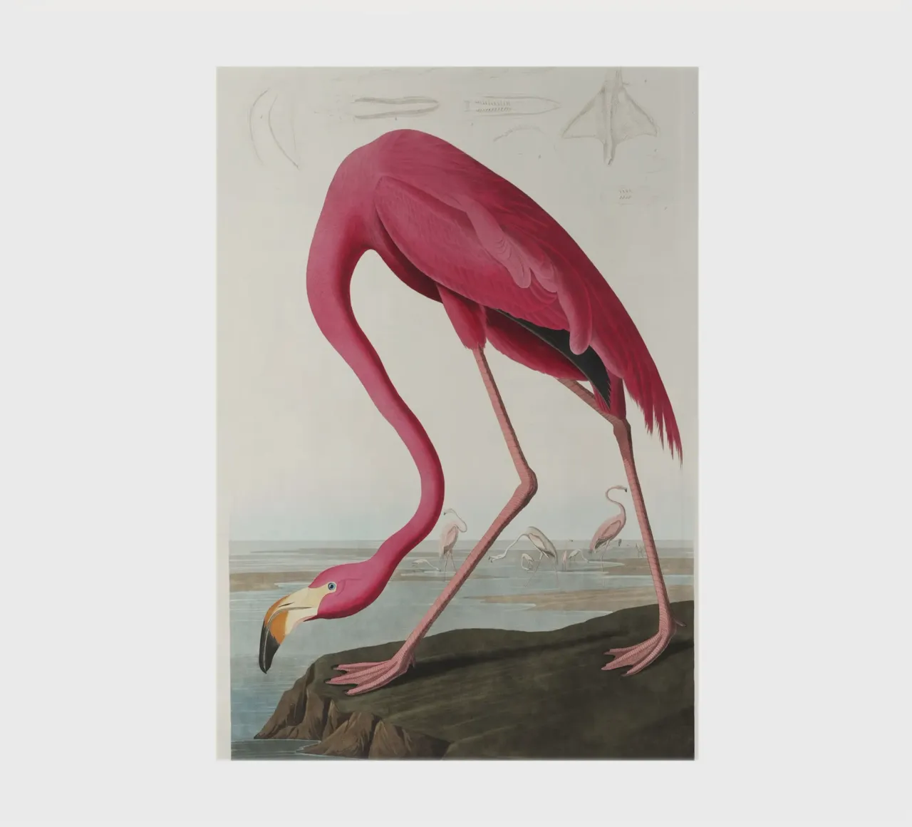 Audubon Pink Flamingo - Ornithological Print notebook by NorwesClub