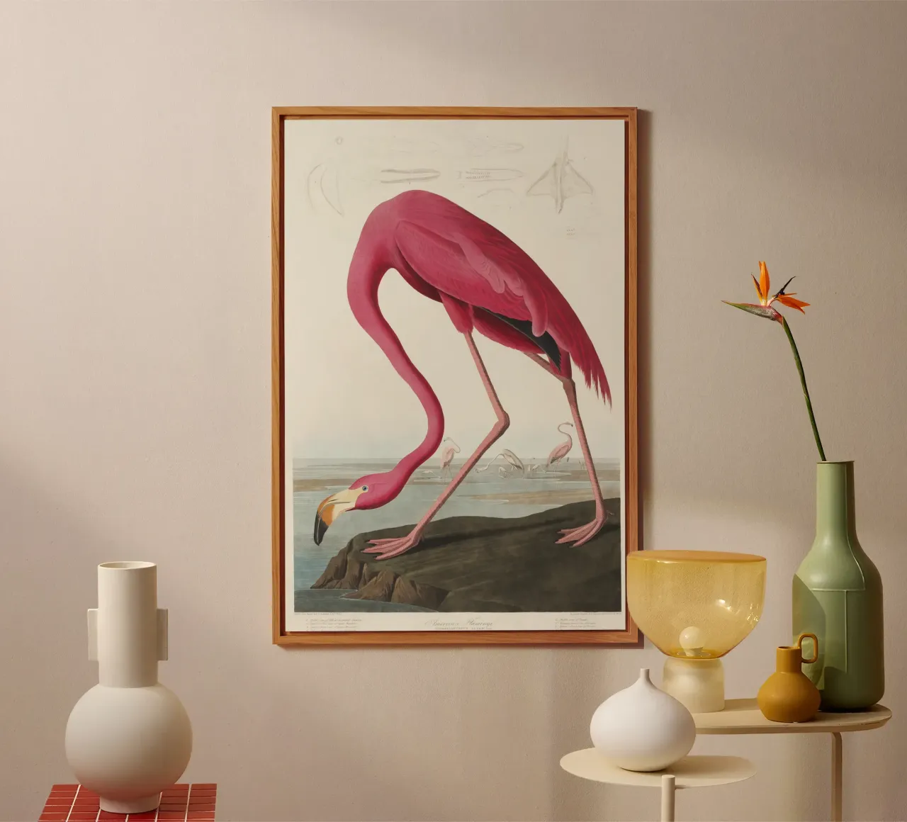 Audubon Pink Flamingo - Ornithological Print alu-dibond by NorwesClub