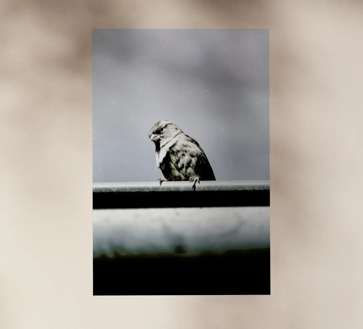 Messenger pellicola backlit da Natural Kingdom