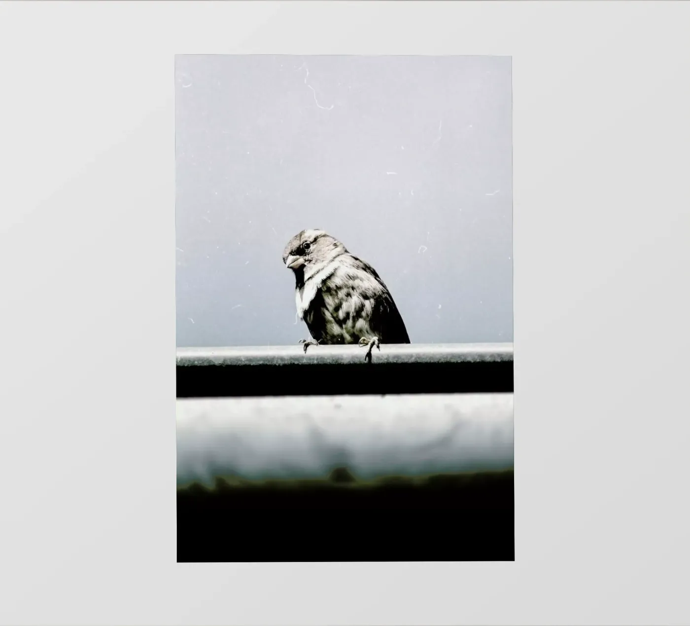 Messenger pellicola backlit da Natural Kingdom