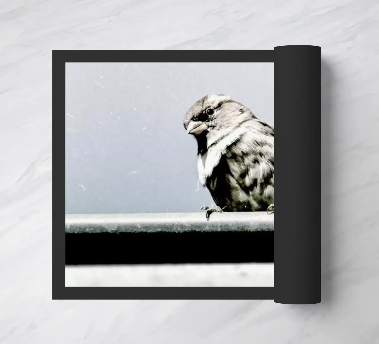 Messenger zerbino da Natural Kingdom