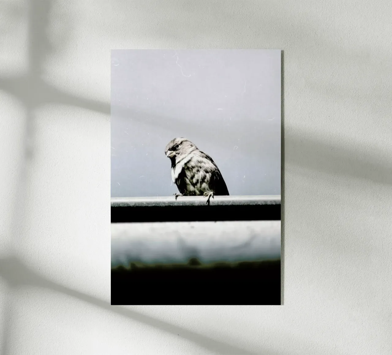 Messenger Acryl-Glas von Natural Kingdom