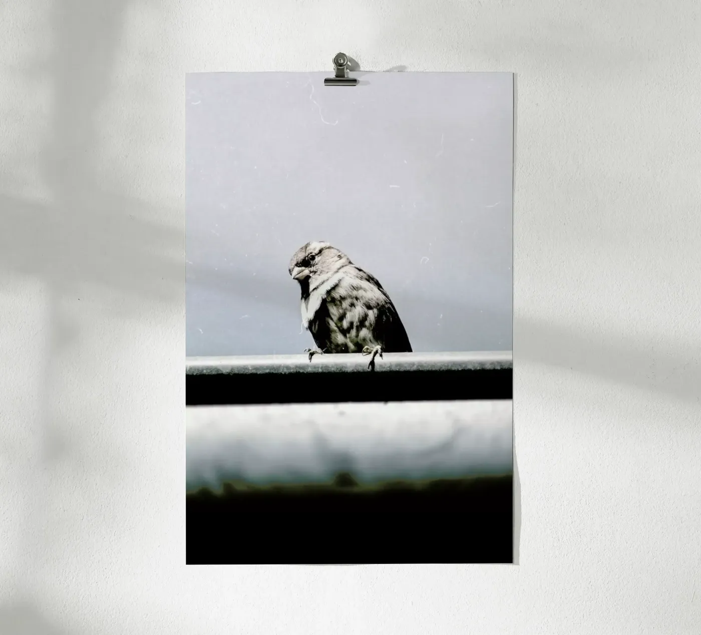 Messenger poster van Natural Kingdom