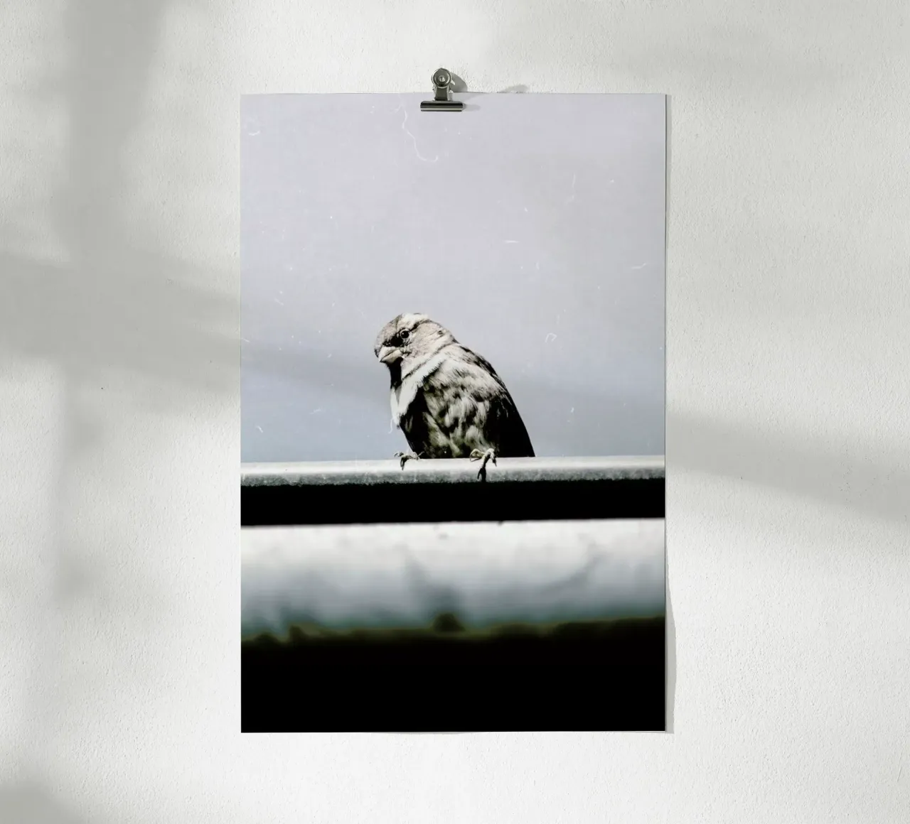 Messenger poster da Natural Kingdom