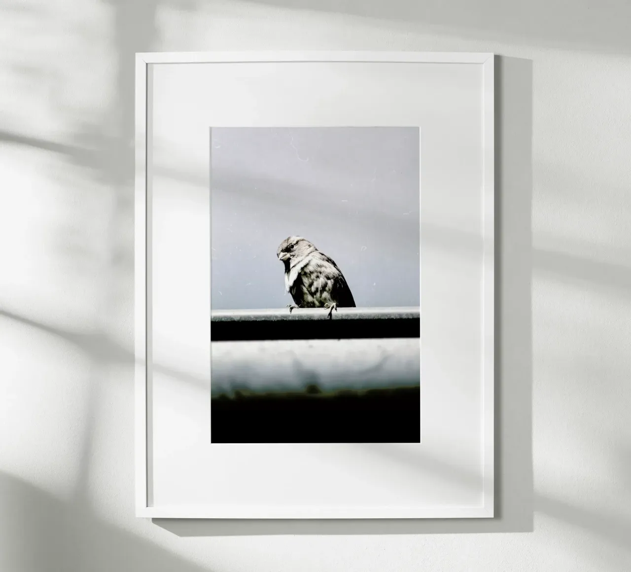 Messenger poster da Natural Kingdom