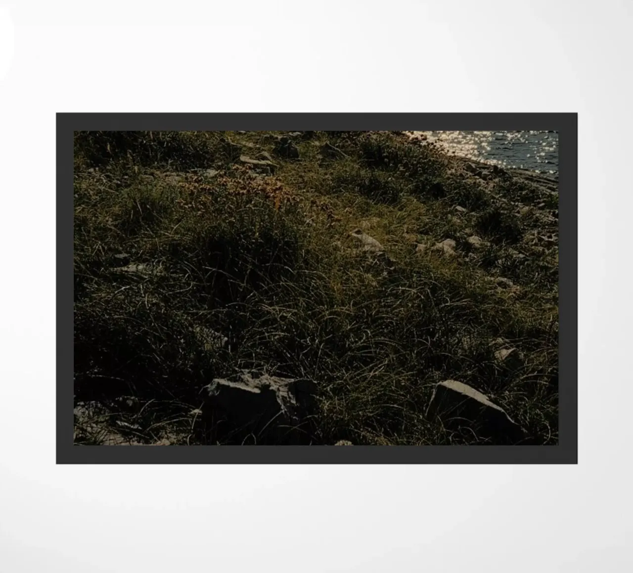 Sunburn zerbino da Picture On The Fridge