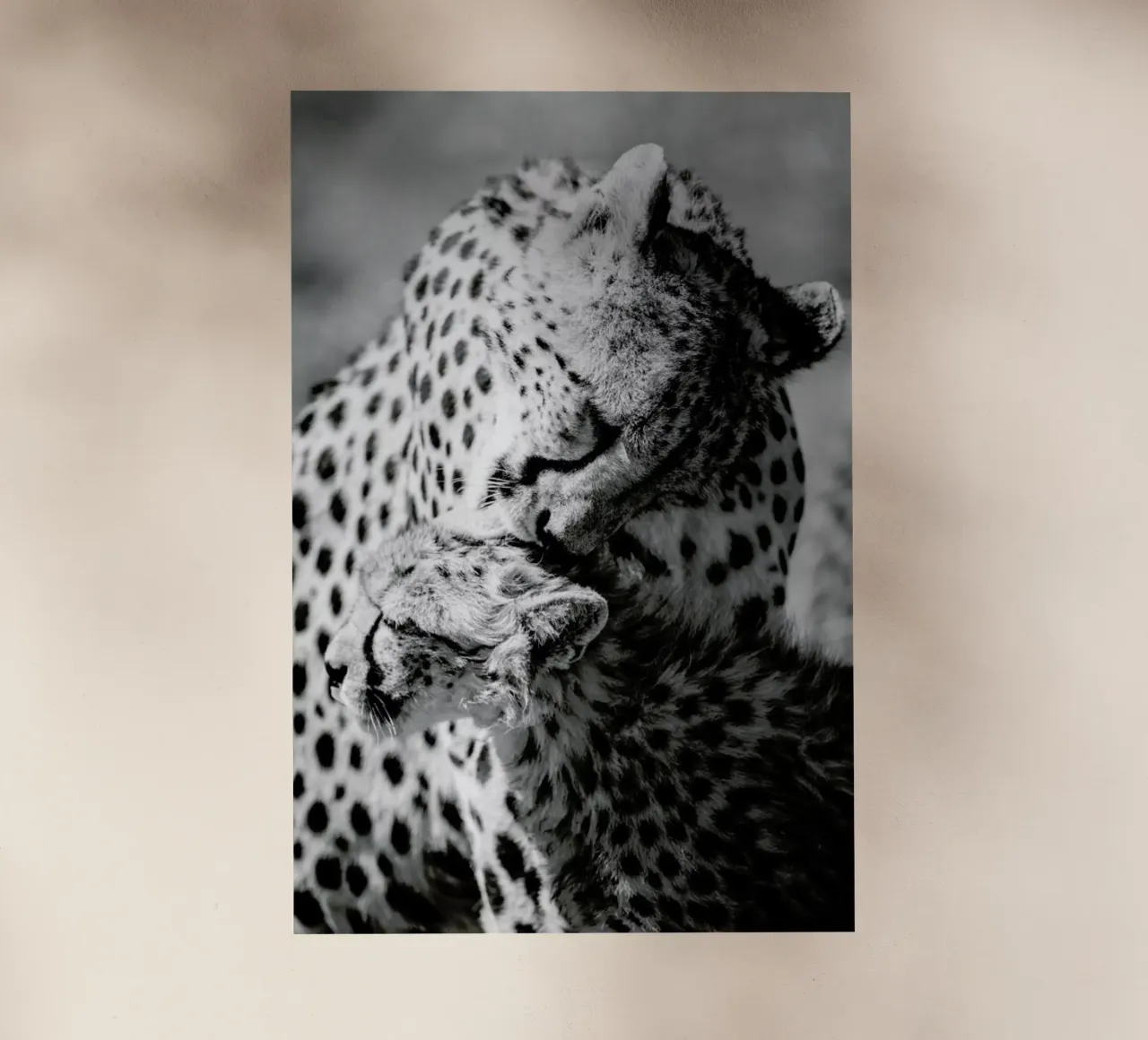 Bath Time pellicola backlit da Natural Kingdom