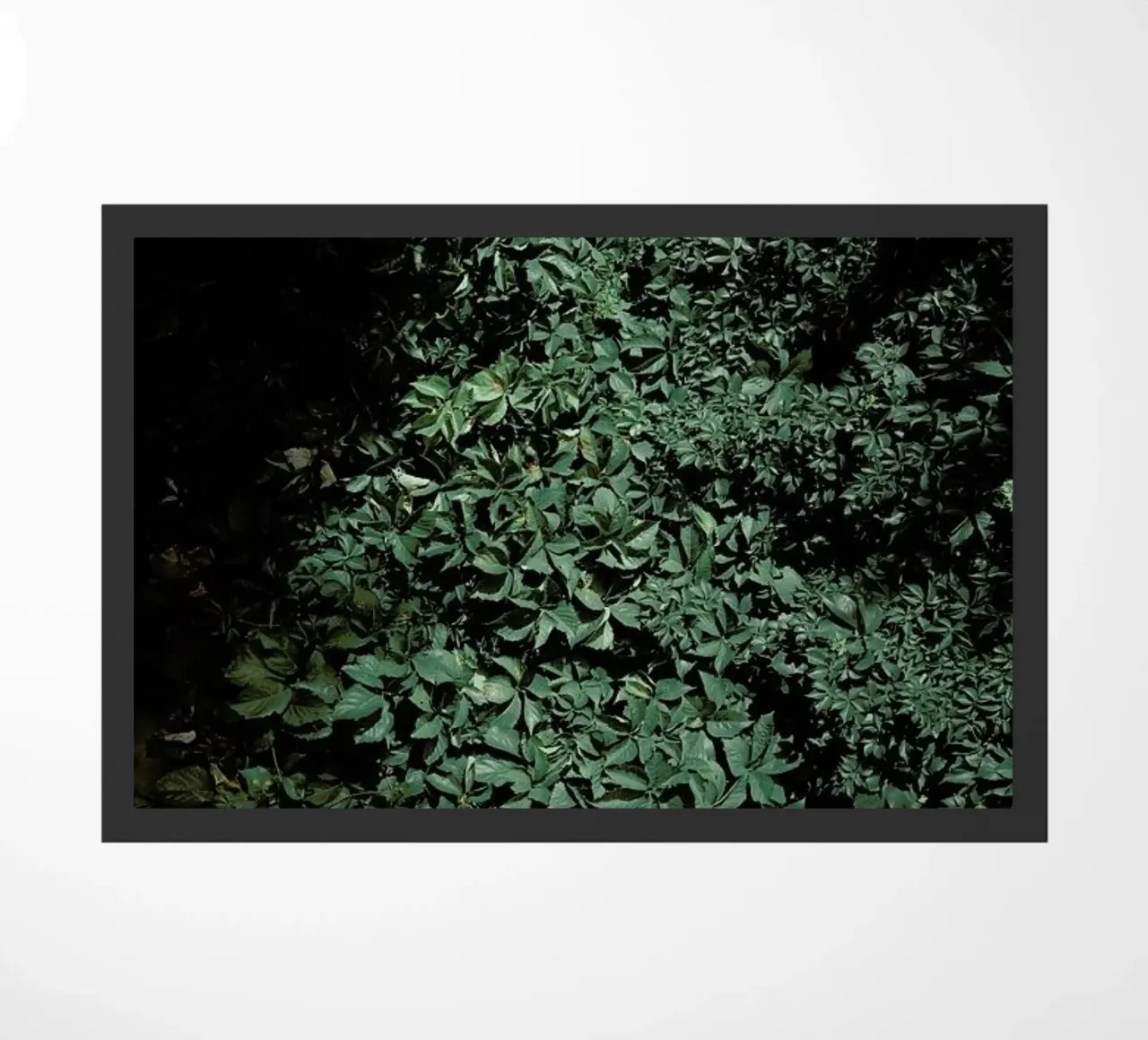 Greens zerbino da Picture On The Fridge