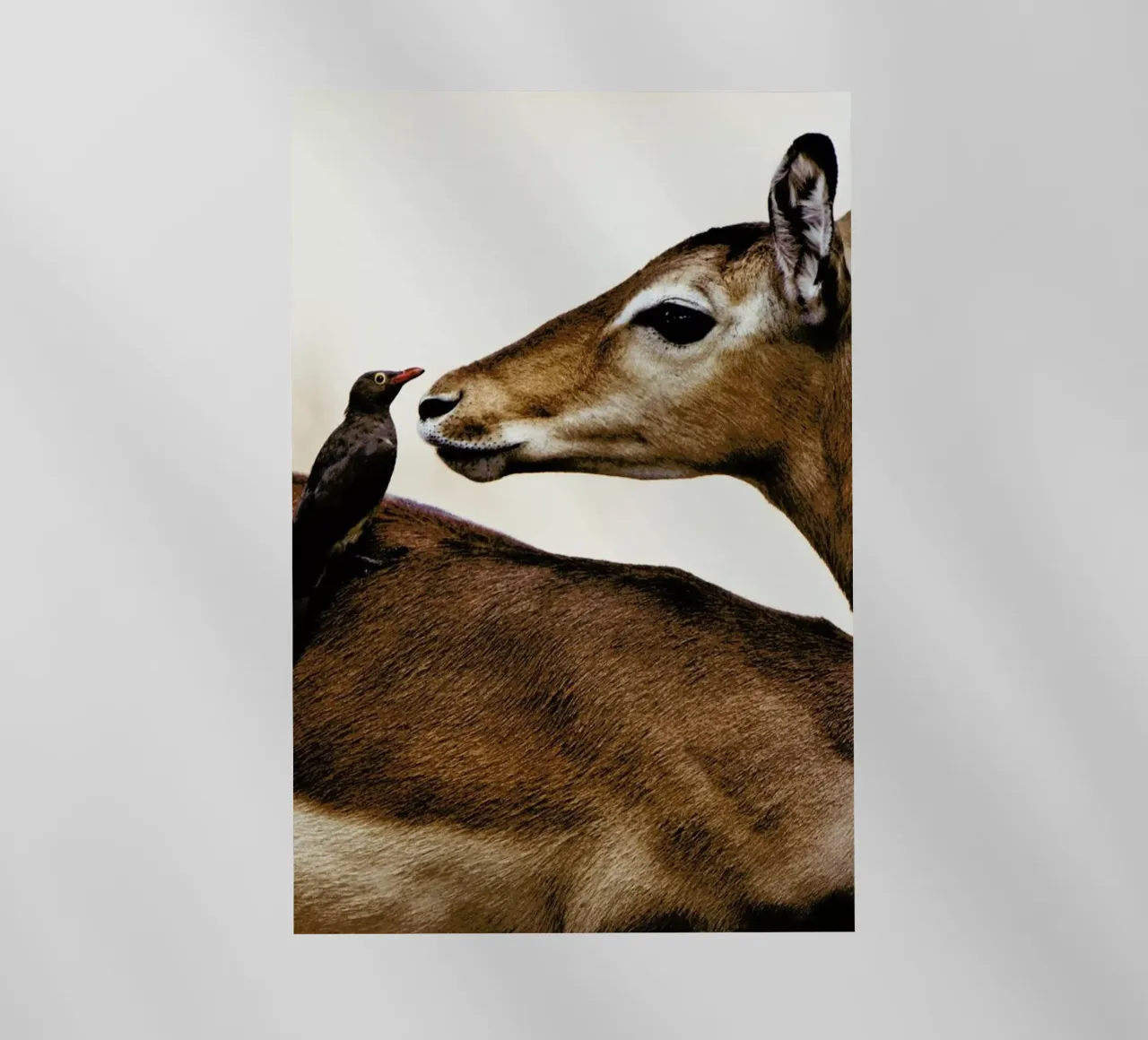 Encounter pellicola backlit da Natural Kingdom