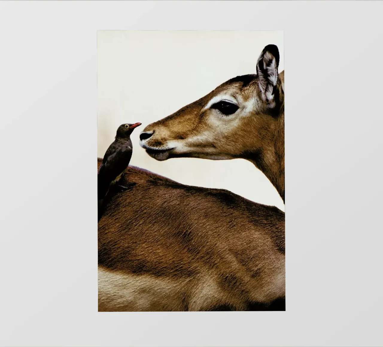 Encounter pellicola backlit da Natural Kingdom