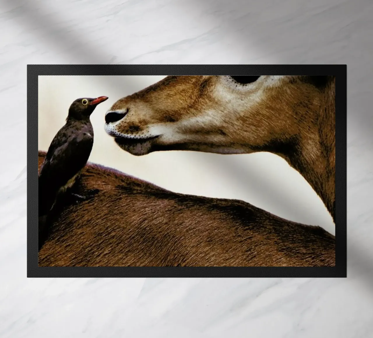 Encounter zerbino da Natural Kingdom