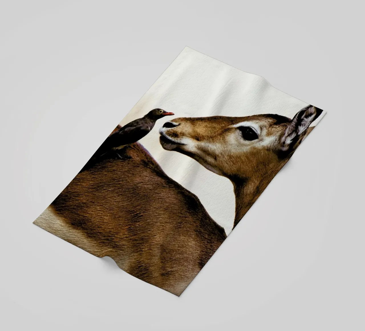 Encounter telo mare da Natural Kingdom