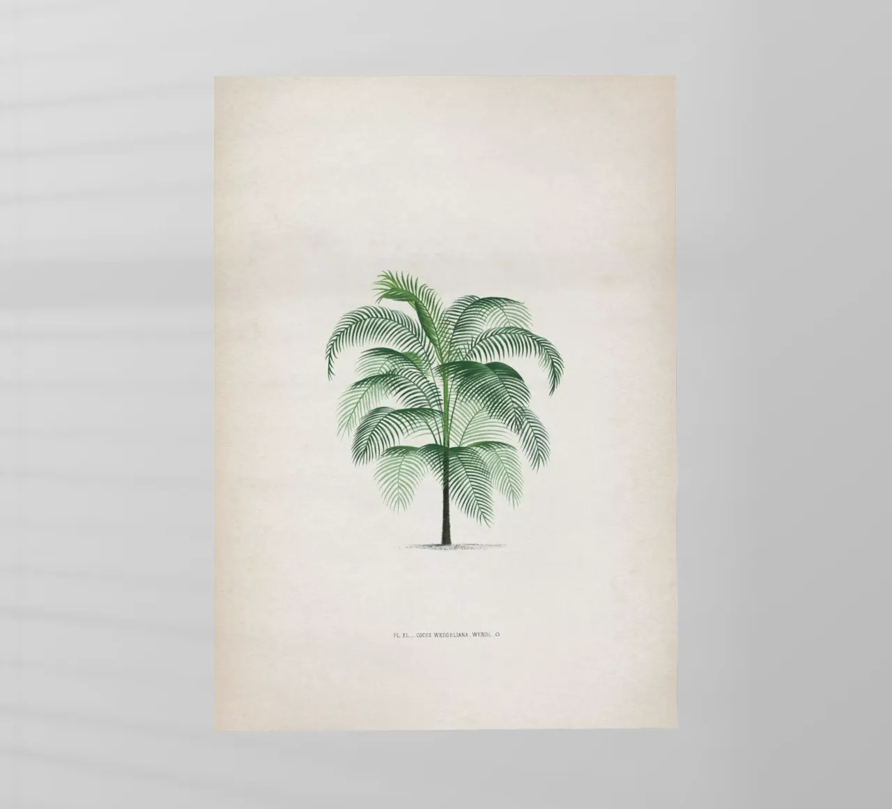 Vintage Kerchove 4 Les Palmiers 40 pellicola backlit da Vintage Print Collection