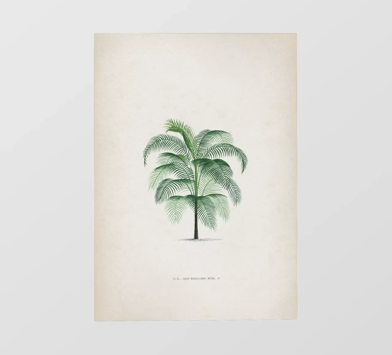 Vintage Kerchove 4 Les Palmiers 40 pellicola backlit da Vintage Print Collection