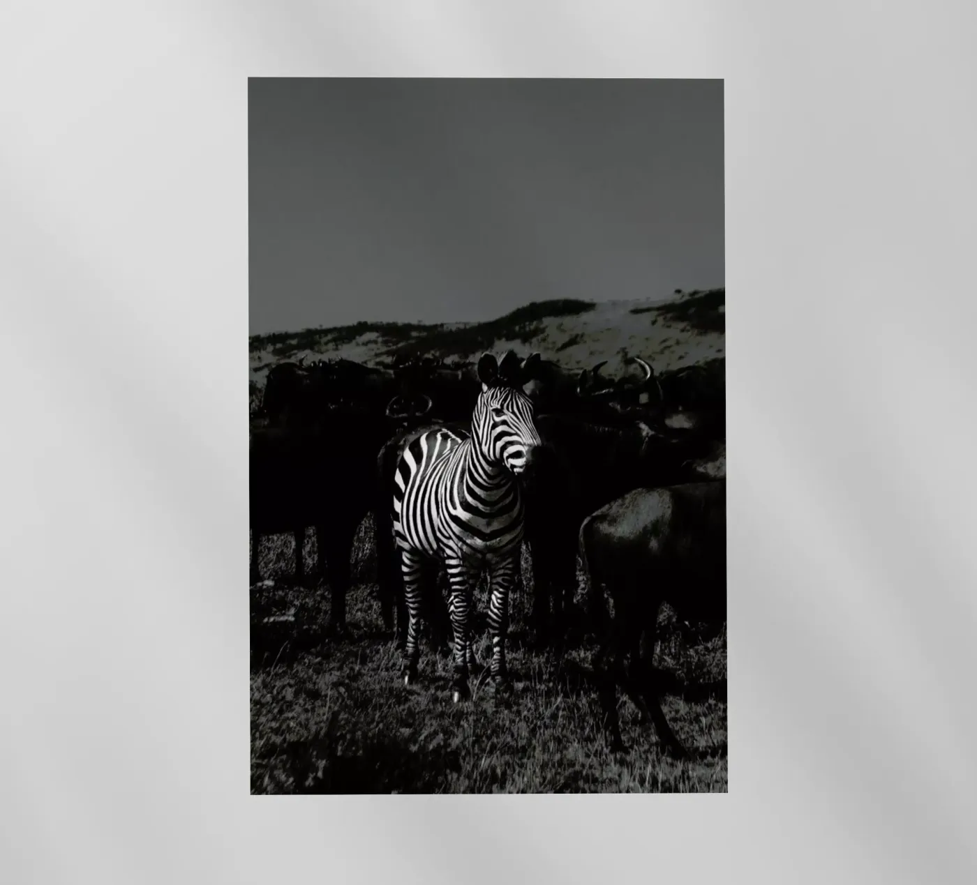 Stand Out pellicola backlit da Natural Kingdom