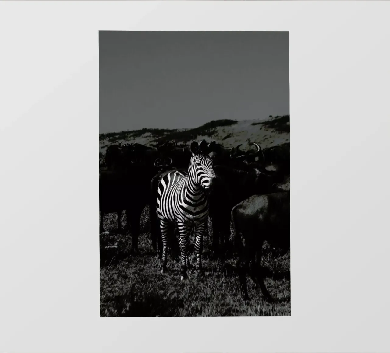 Stand Out pellicola backlit da Natural Kingdom