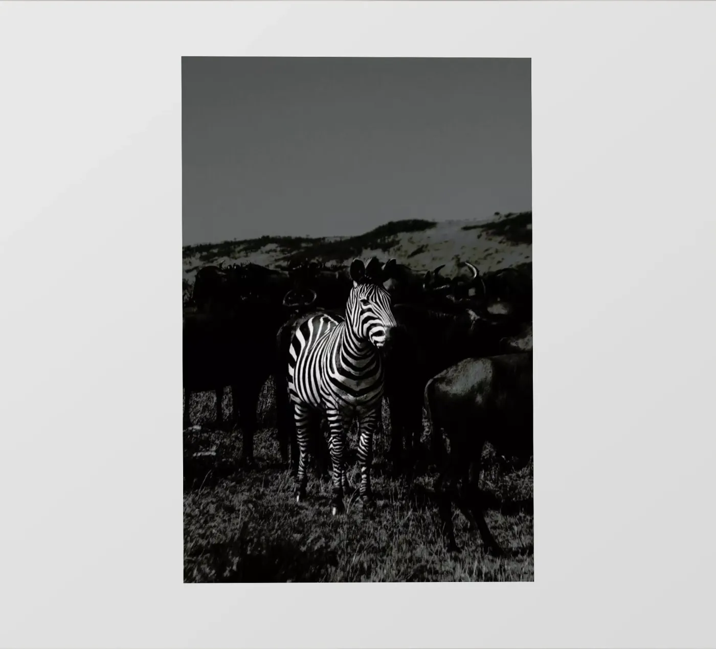 Stand Out pellicola backlit da Natural Kingdom