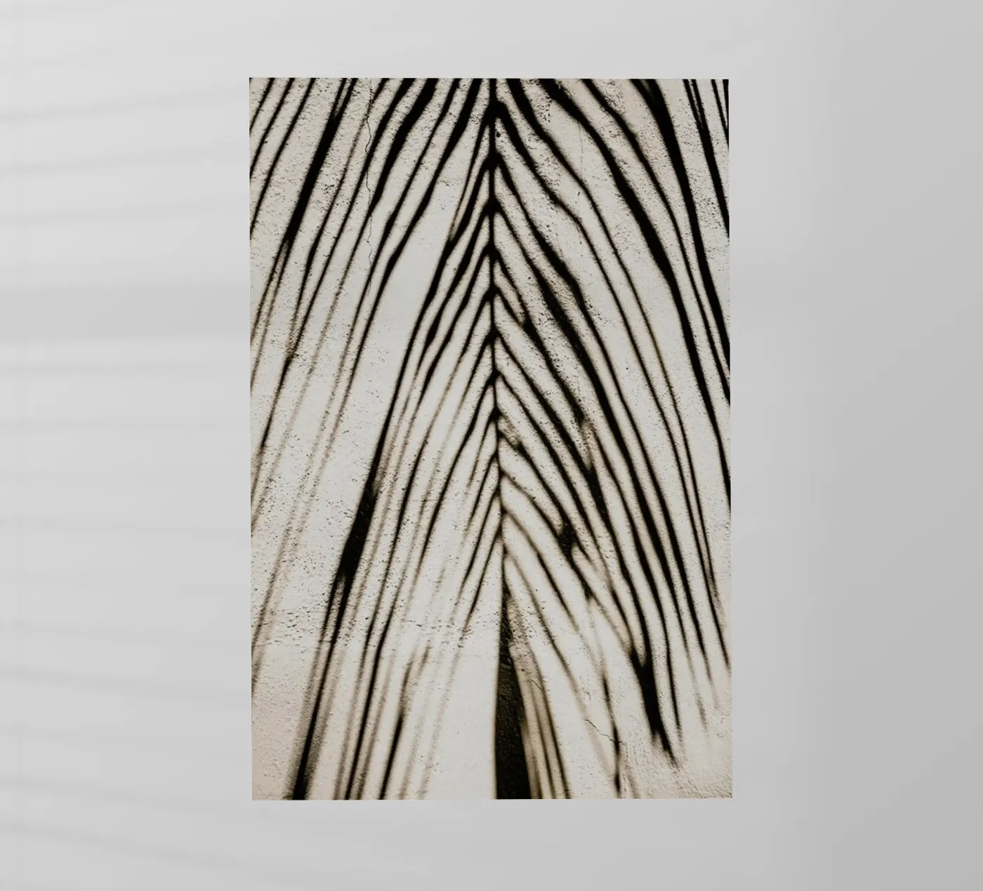 Palm Shadow pellicola backlit da Flora & Fauna