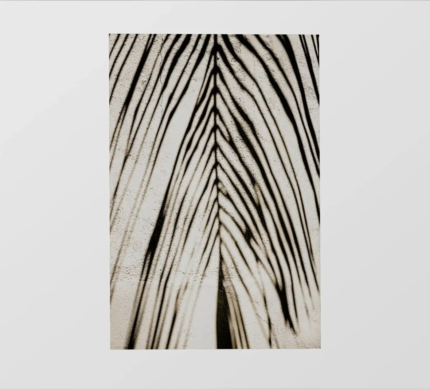 Palm Shadow pellicola backlit da Flora & Fauna