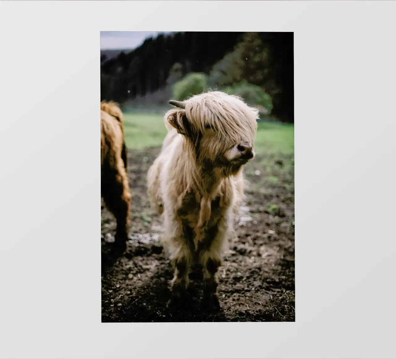 Highland Calf pellicola backlit da Natural Kingdom