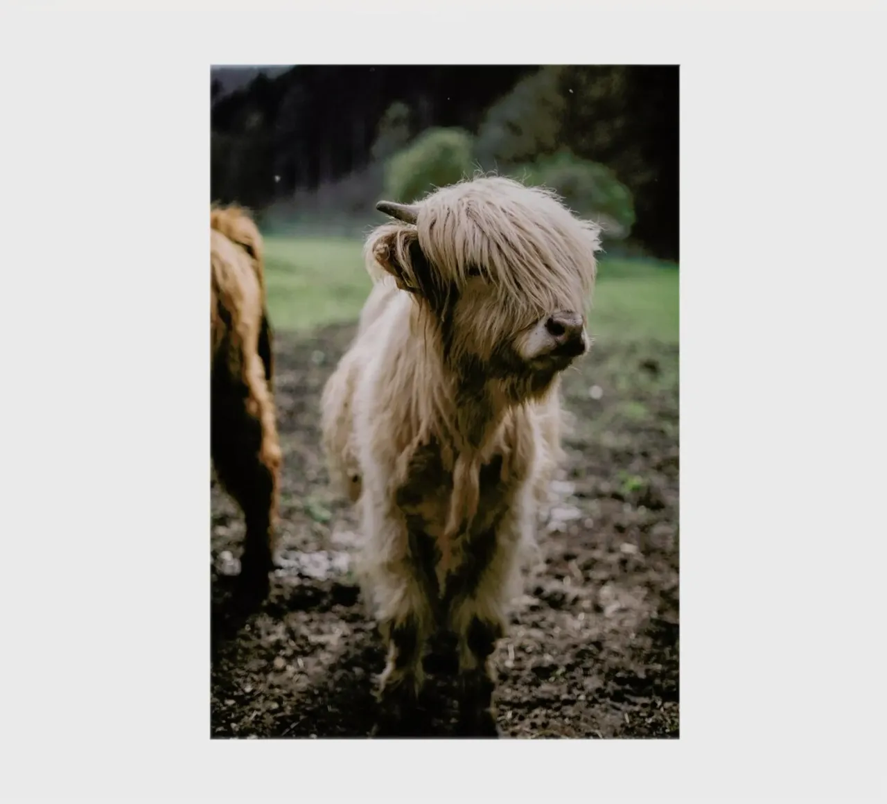 Highland Calf notebook by Natural Kingdom