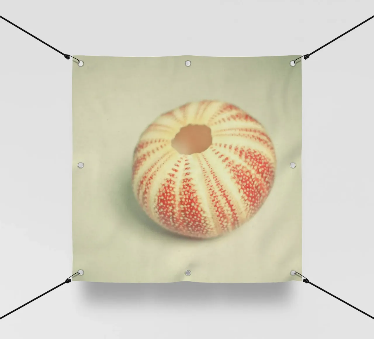 Riccio di mare telo in pvc da Cassia Beck Photography