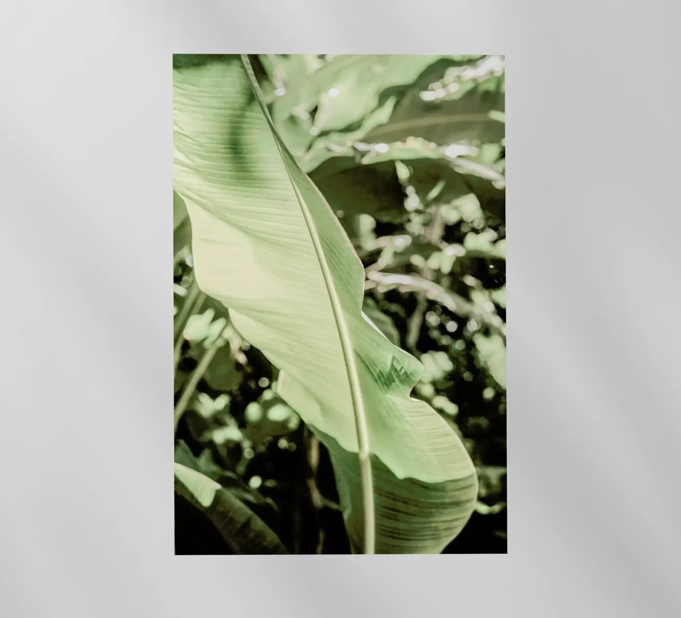 Lime Light pellicola backlit da Shot By Clint