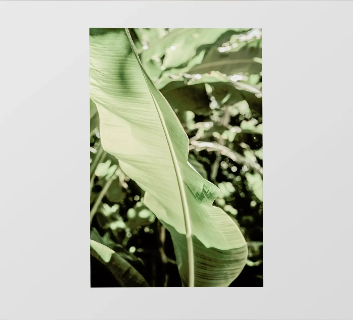 Lime Light pellicola backlit da Shot By Clint