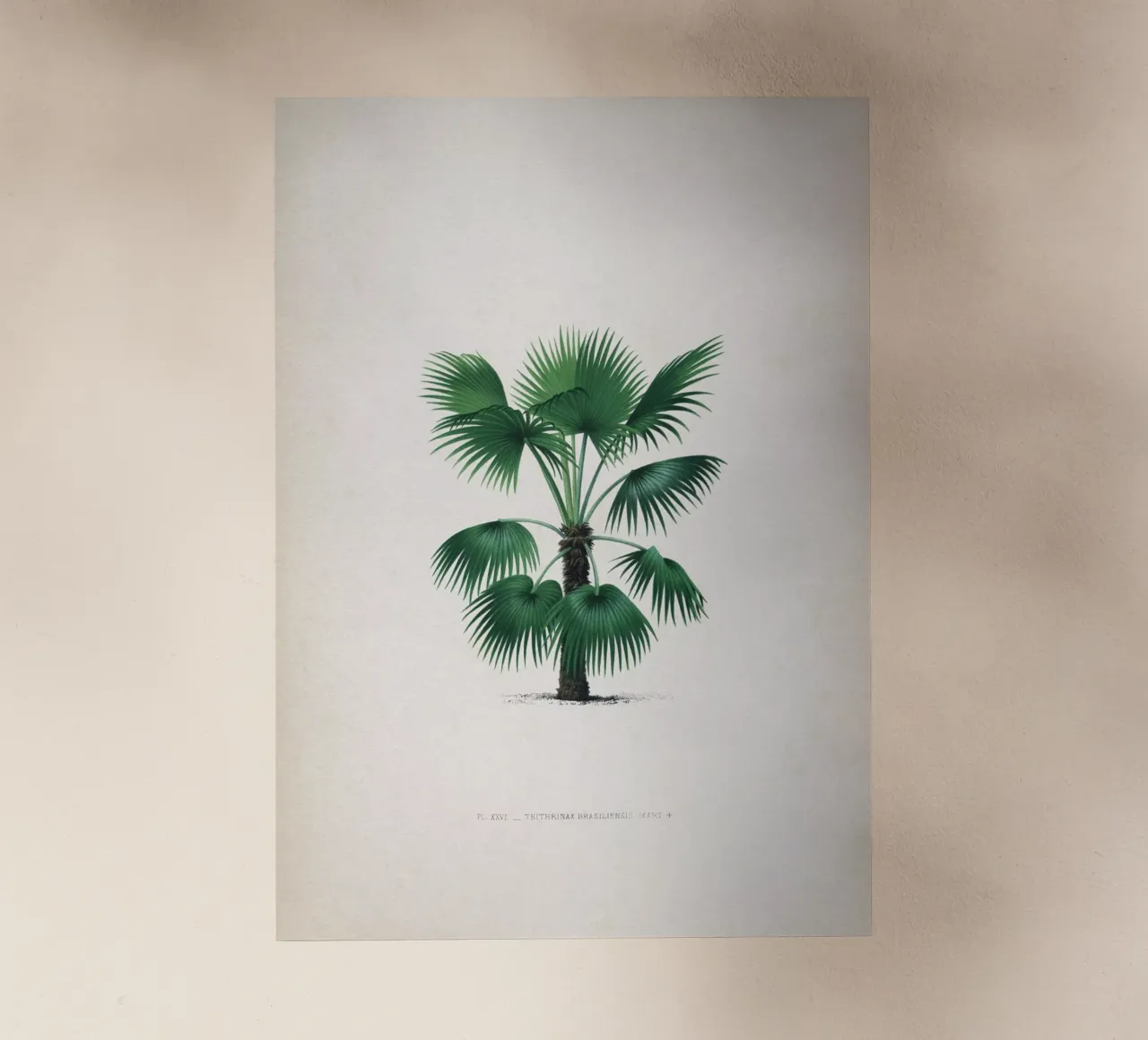 Vintage Kerchove 3 Les Palmiers 26 pellicola backlit da Vintage Print Collection