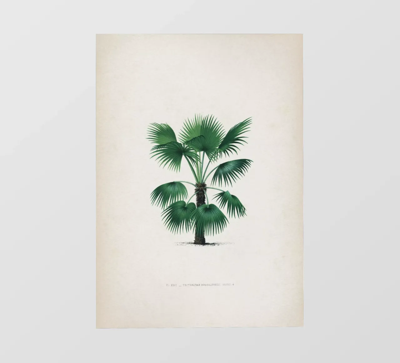 Vintage Kerchove 3 Les Palmiers 26 pellicola backlit da Vintage Print Collection