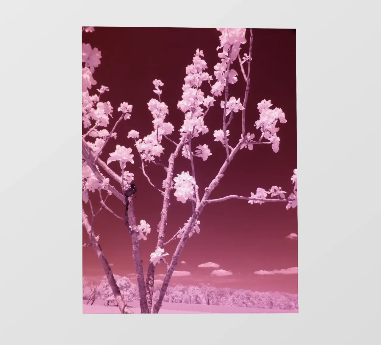 I fiori di frutta e il cielo rosso sangue telo in pvc da Alexandra Joseph Fotomomente