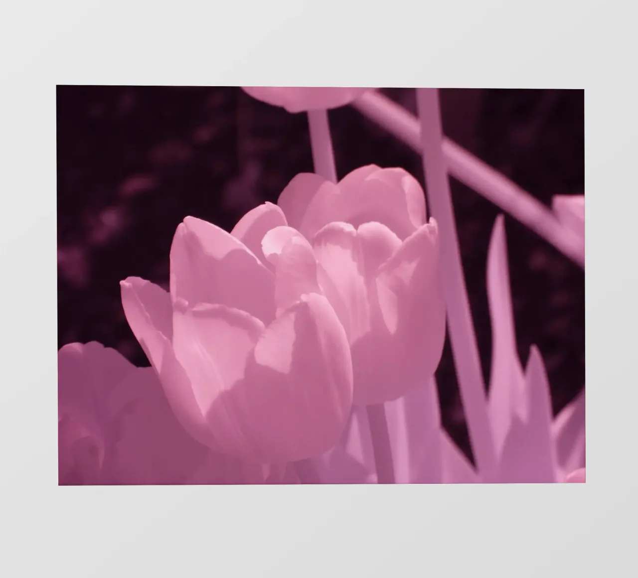 Delicati fiori di tulipano in luce infrarossa pellicola backlit da Alexandra Joseph Fotomomente