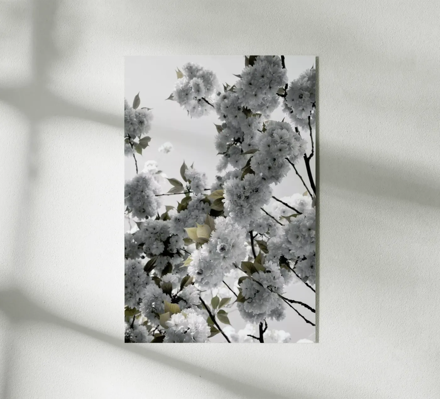 White Spring Blossoms plexiglass da Studio Nahili