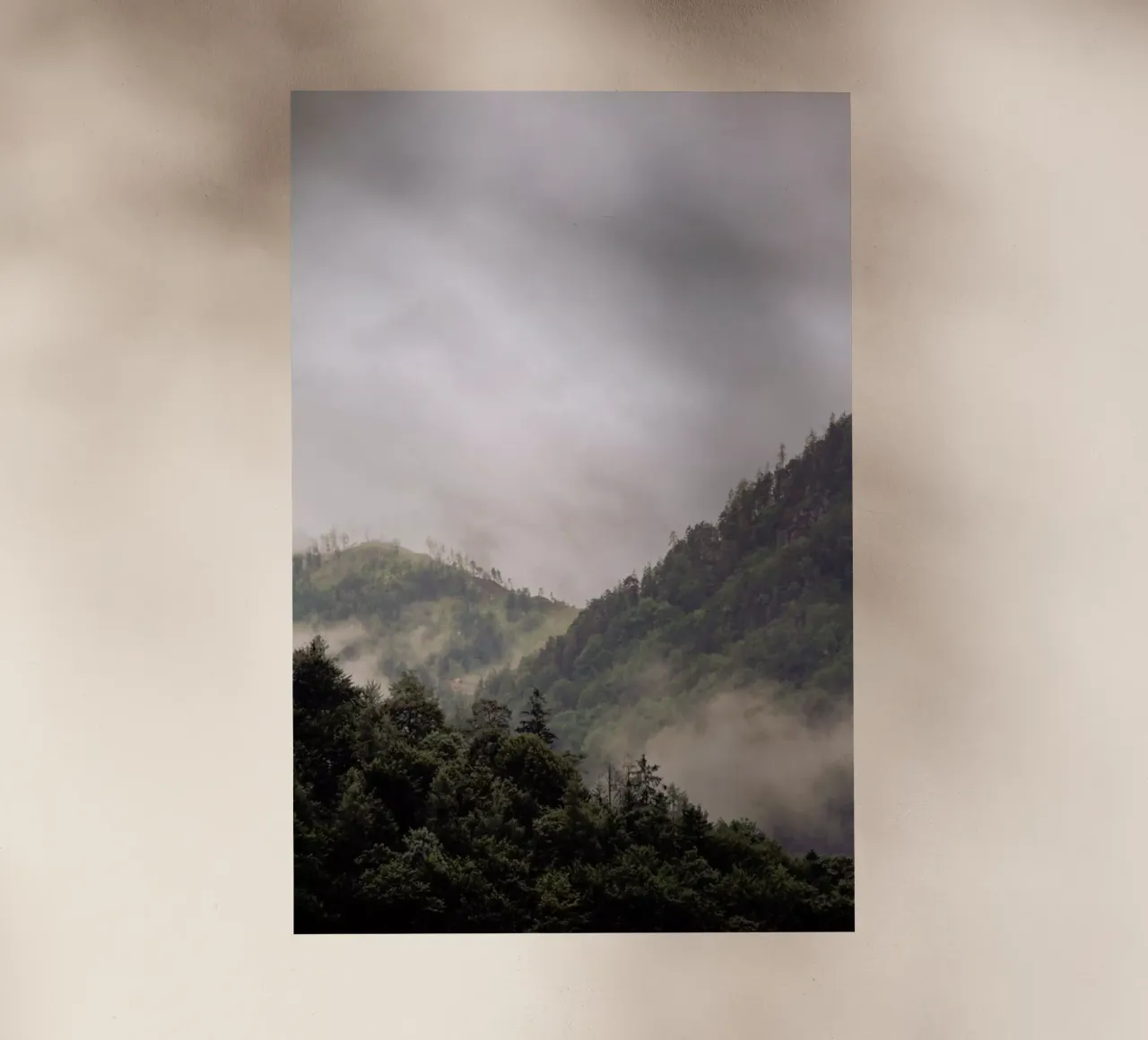 Misty Moody Woods pellicola backlit da Studio Nahili