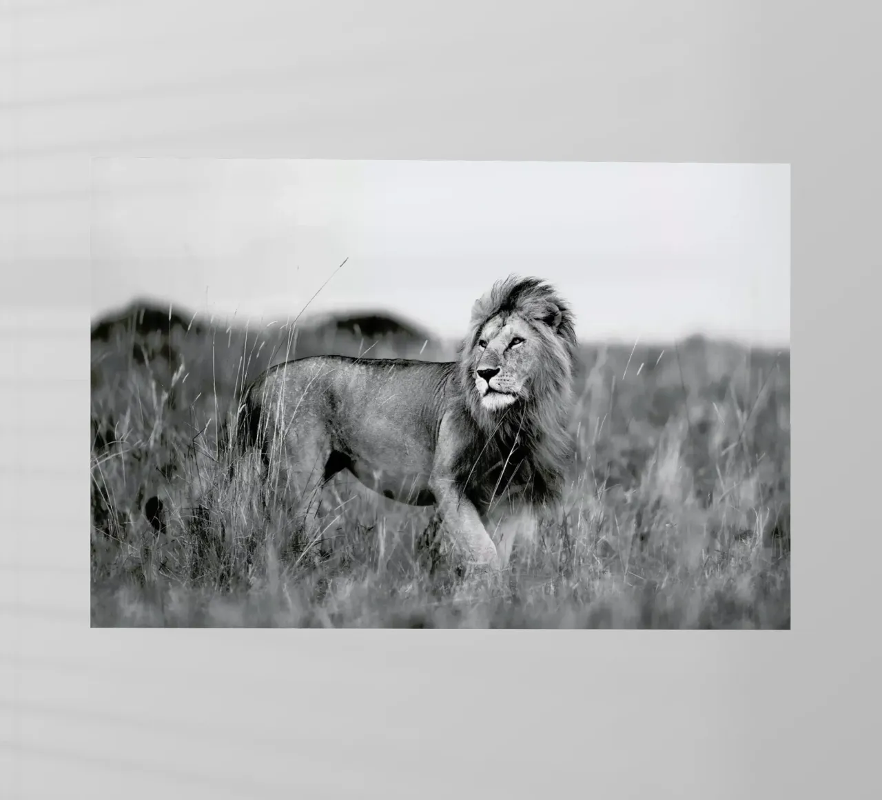Savannah Lion pellicola backlit da Natural Kingdom