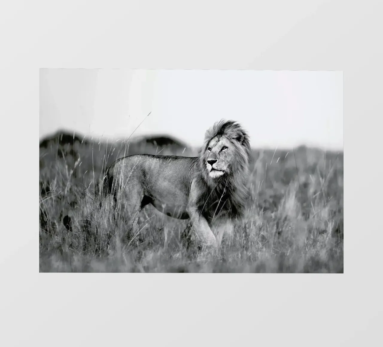 Savannah Lion pellicola backlit da Natural Kingdom