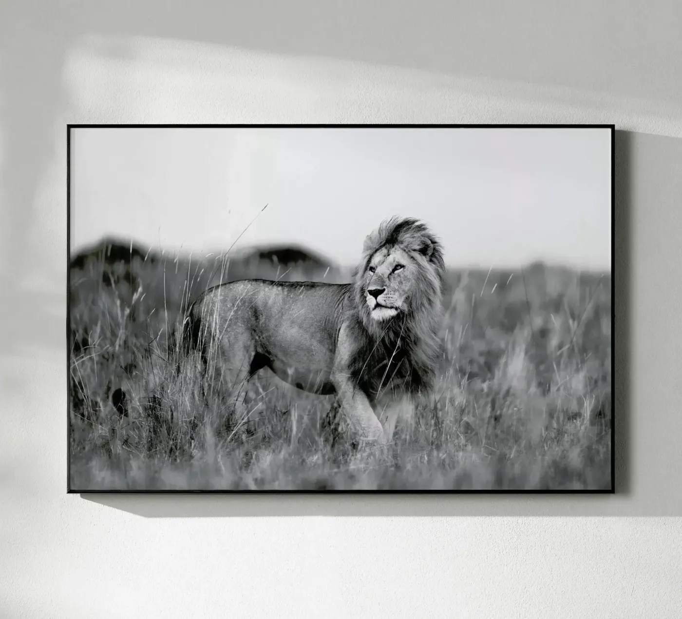 Savannah Lion plexiglass da Natural Kingdom
