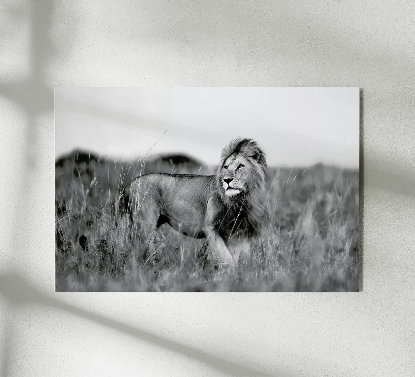 Savannah Lion plexiglass da Natural Kingdom