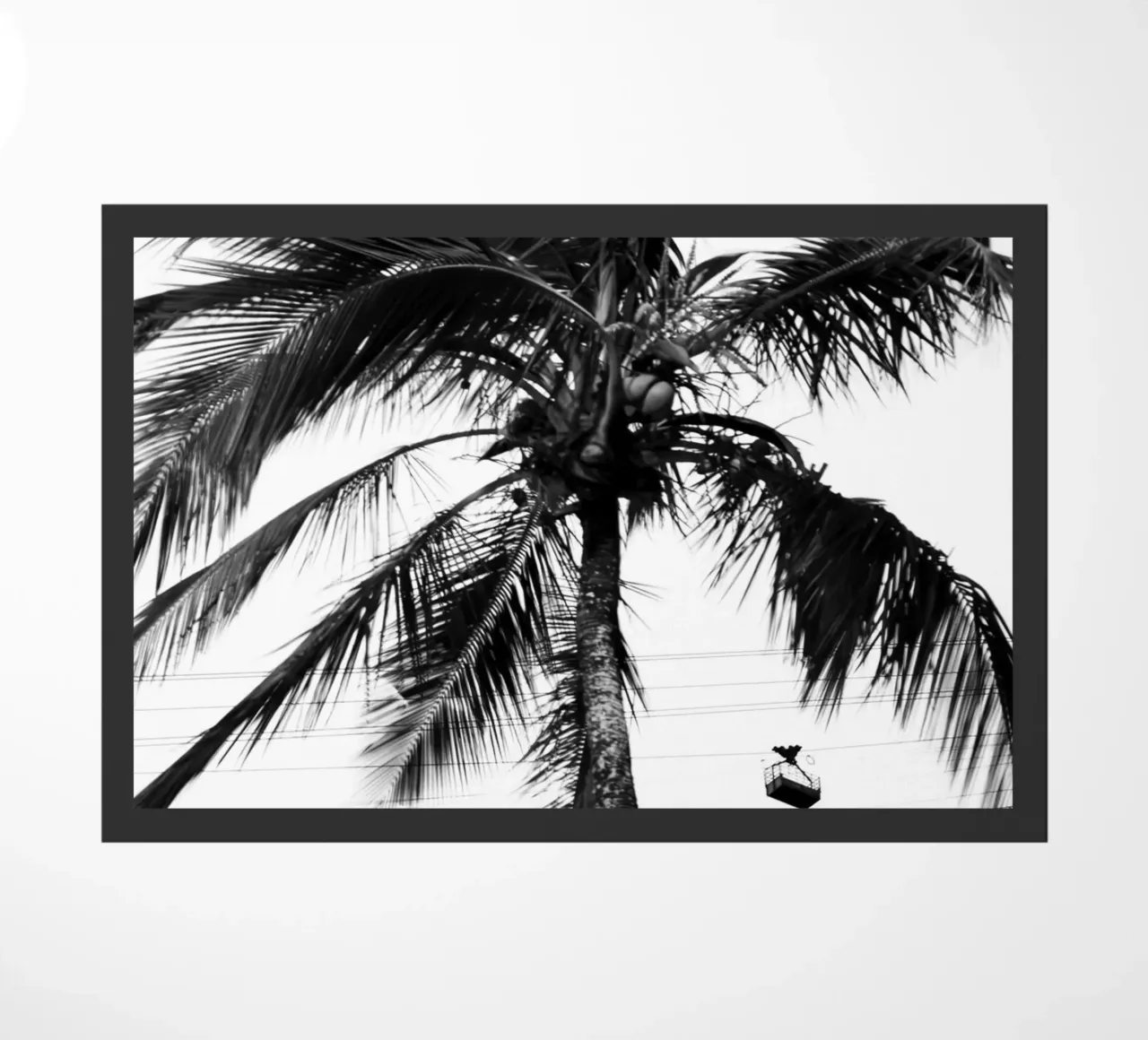 Cablecar zerbino da rafael campezato