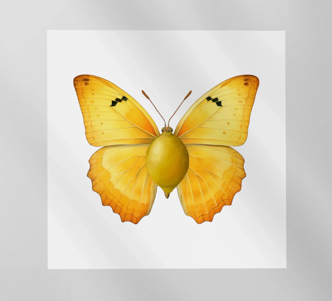 Zitrone Schmetterling mit Zitrone Körper - Transparenter Hintergrund Backlit Folie von Stilrausch