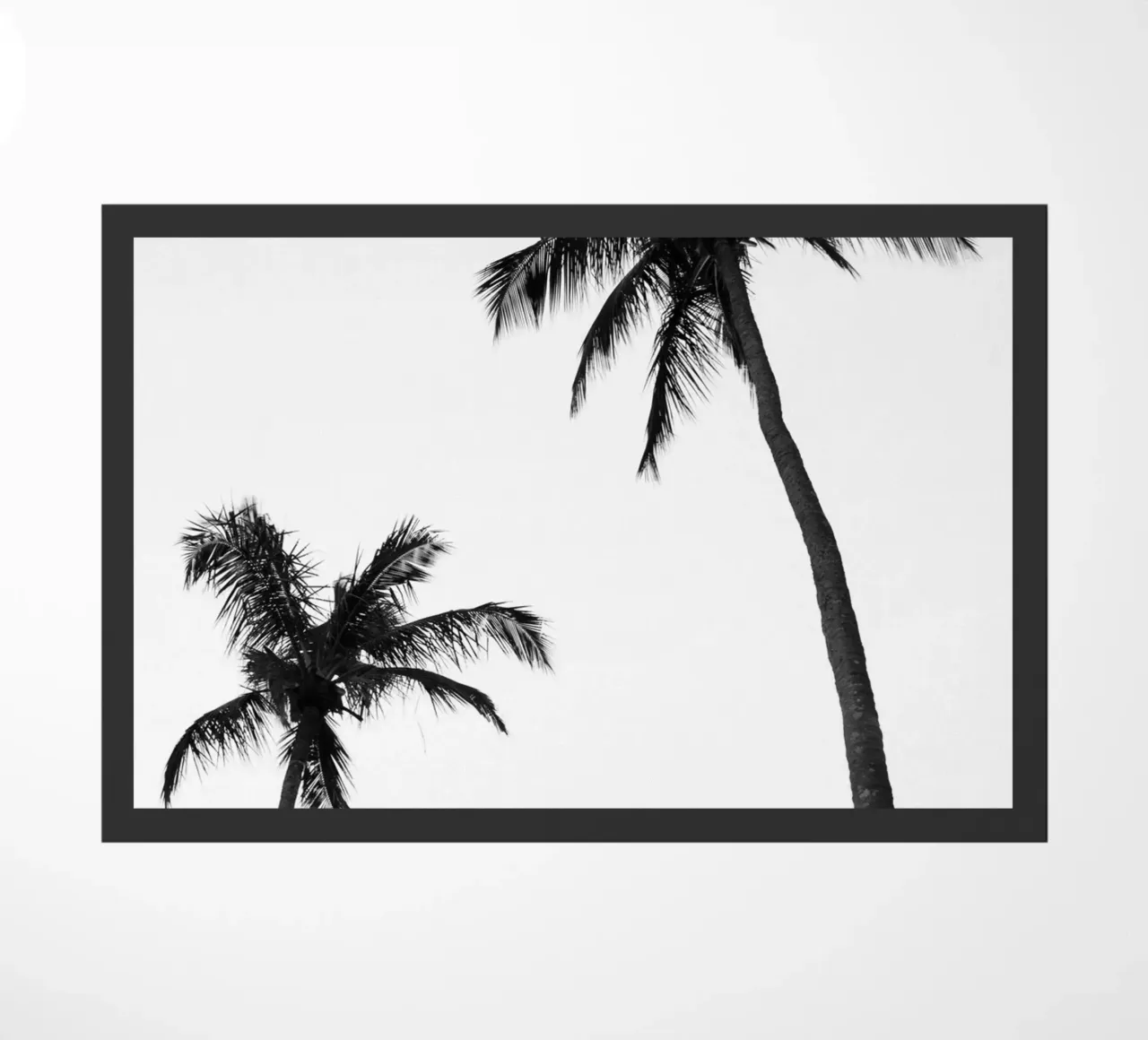 Tropycal 2 zerbino da rafael campezato