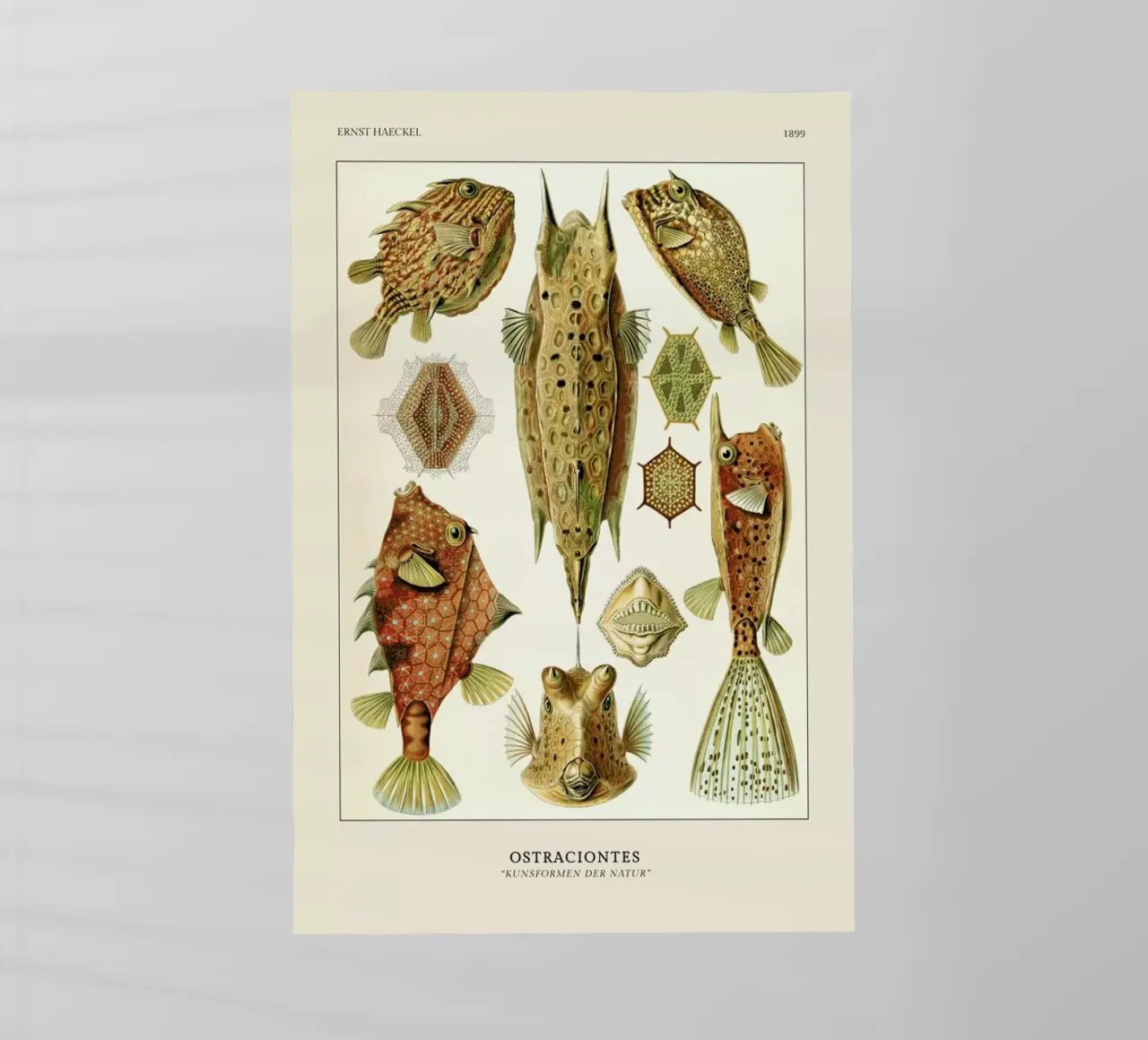 Haeckel - Ostraciontes pellicola backlit da ARTOTHEK