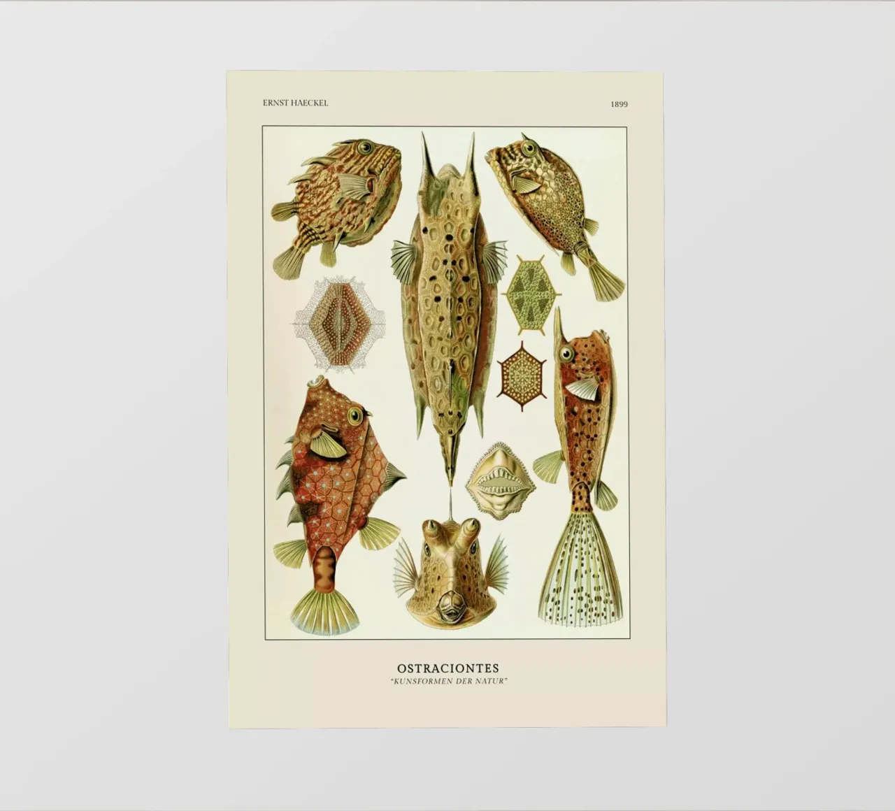 Haeckel - Ostraciontes pellicola backlit da ARTOTHEK
