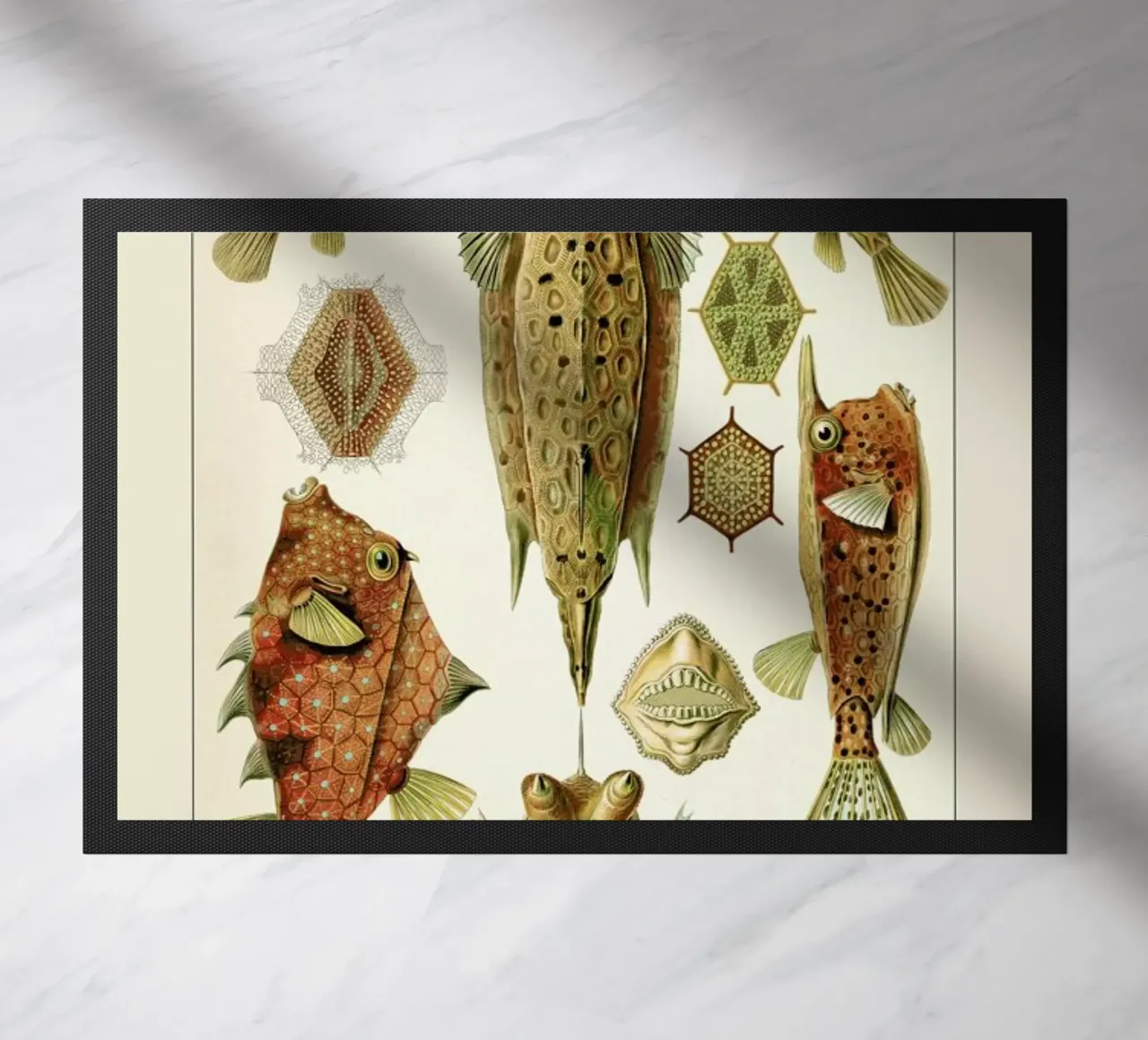 Haeckel - Ostraciontes zerbino da ARTOTHEK