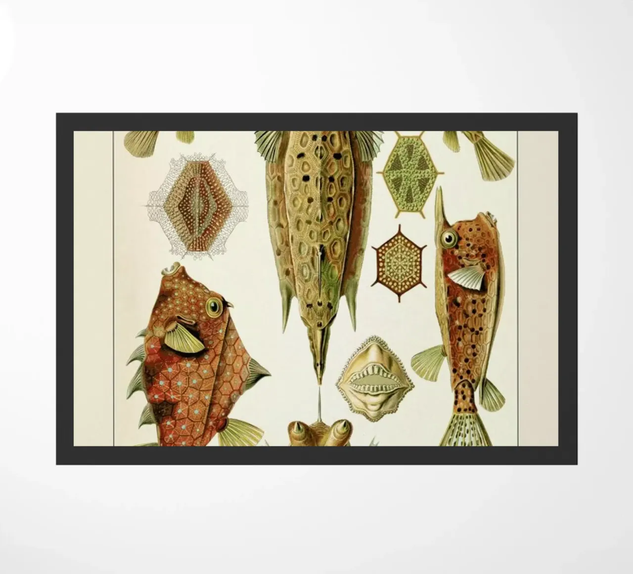 Haeckel - Ostraciontes zerbino da ARTOTHEK
