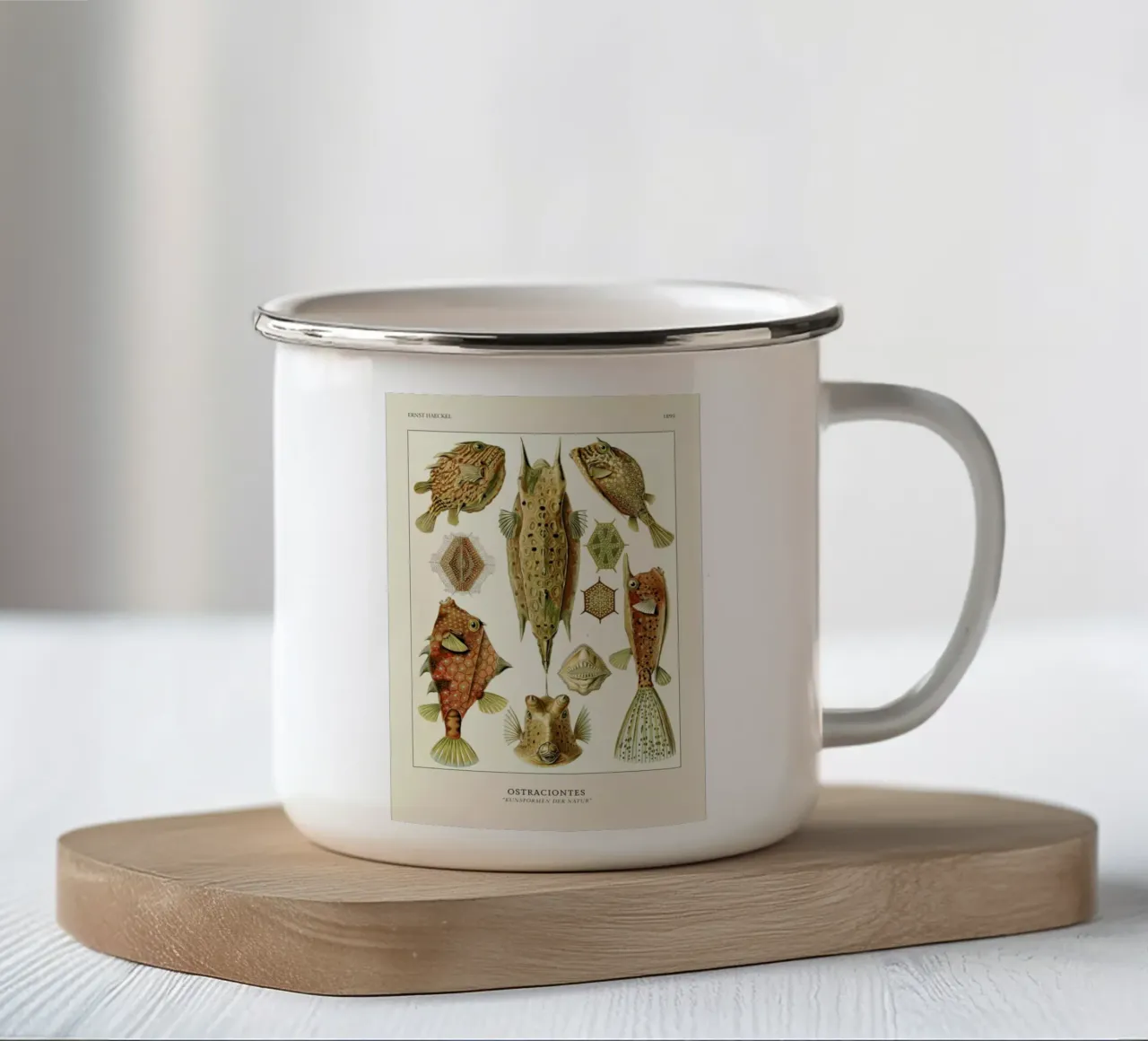 Haeckel - Ostraciontes tazza in smalto da ARTOTHEK
