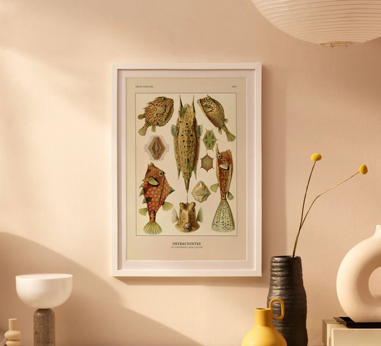 Haeckel - Ostraciontes Poster von ARTOTHEK