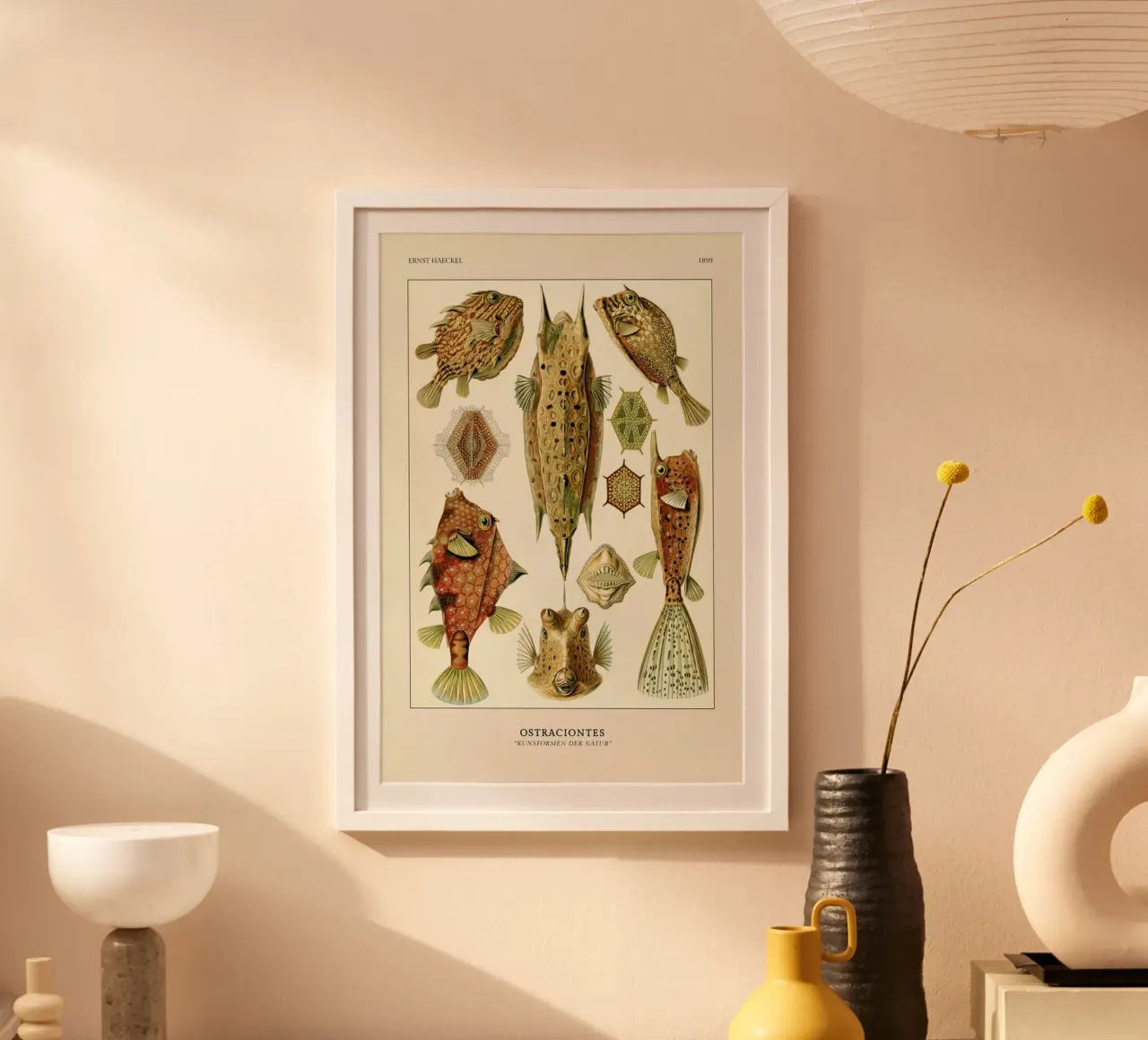 Haeckel - Ostraciontes hahnemühle by ARTOTHEK