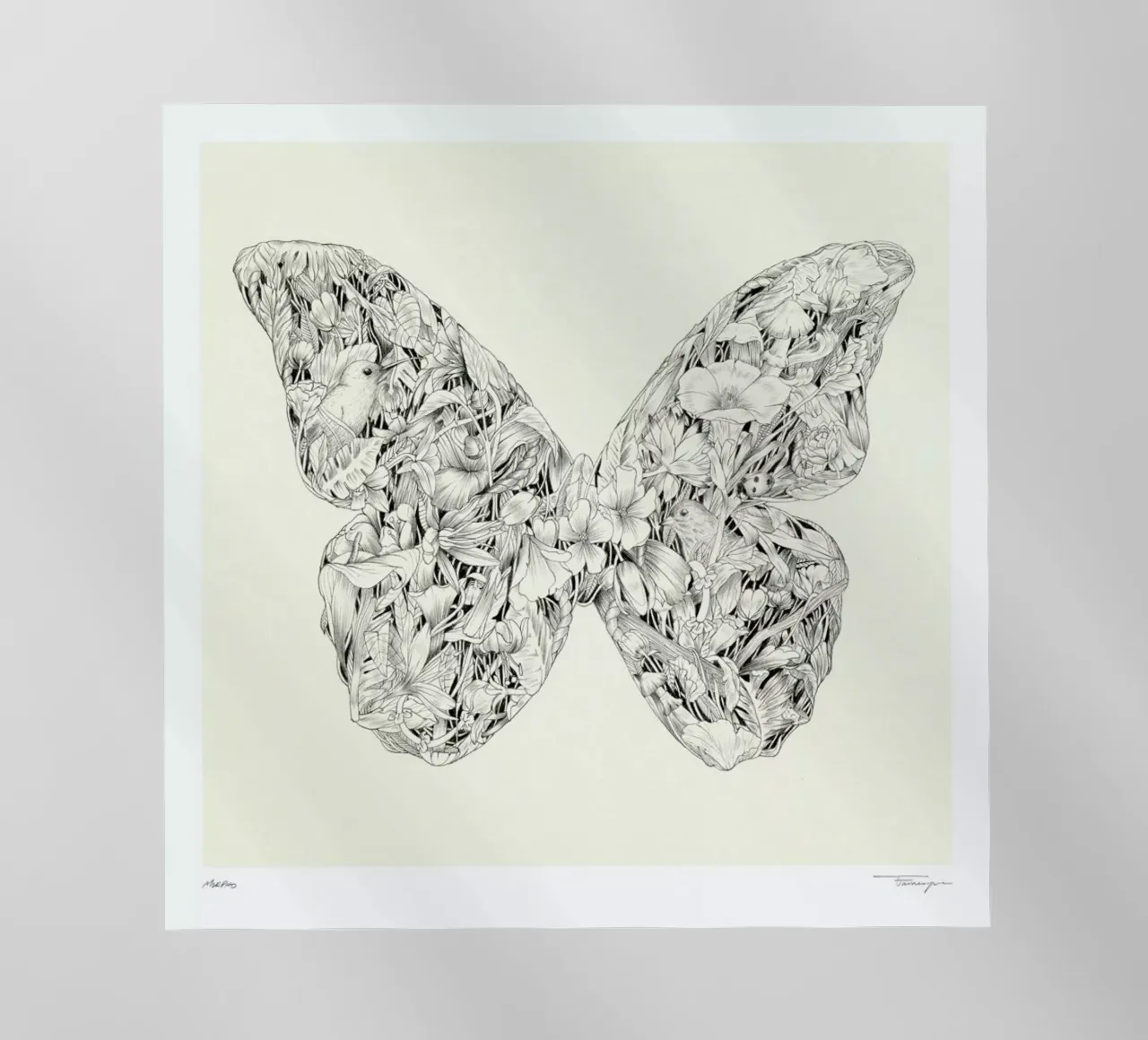 Morpho pellicola backlit da Faunesque