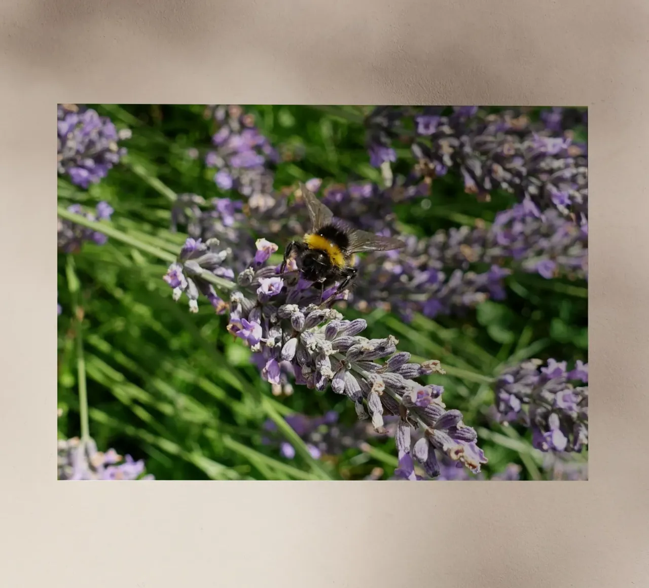 Ape pellicola backlit da Massimo Frascogna